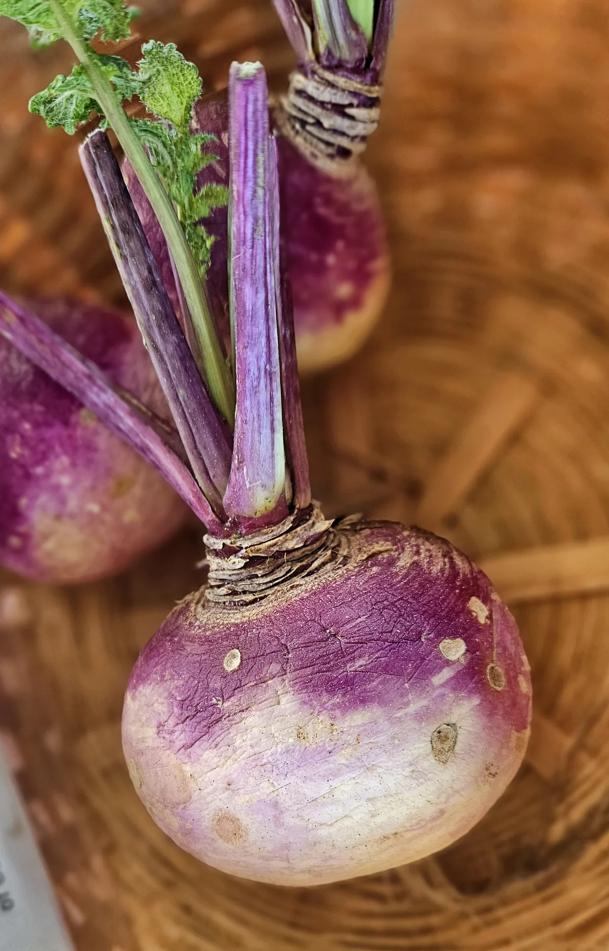 Photo: Eric Polk · CC BY-SA 4.0 · via Wikimedia Commons Turnip Cover Crop (Brassica rapa), photograph