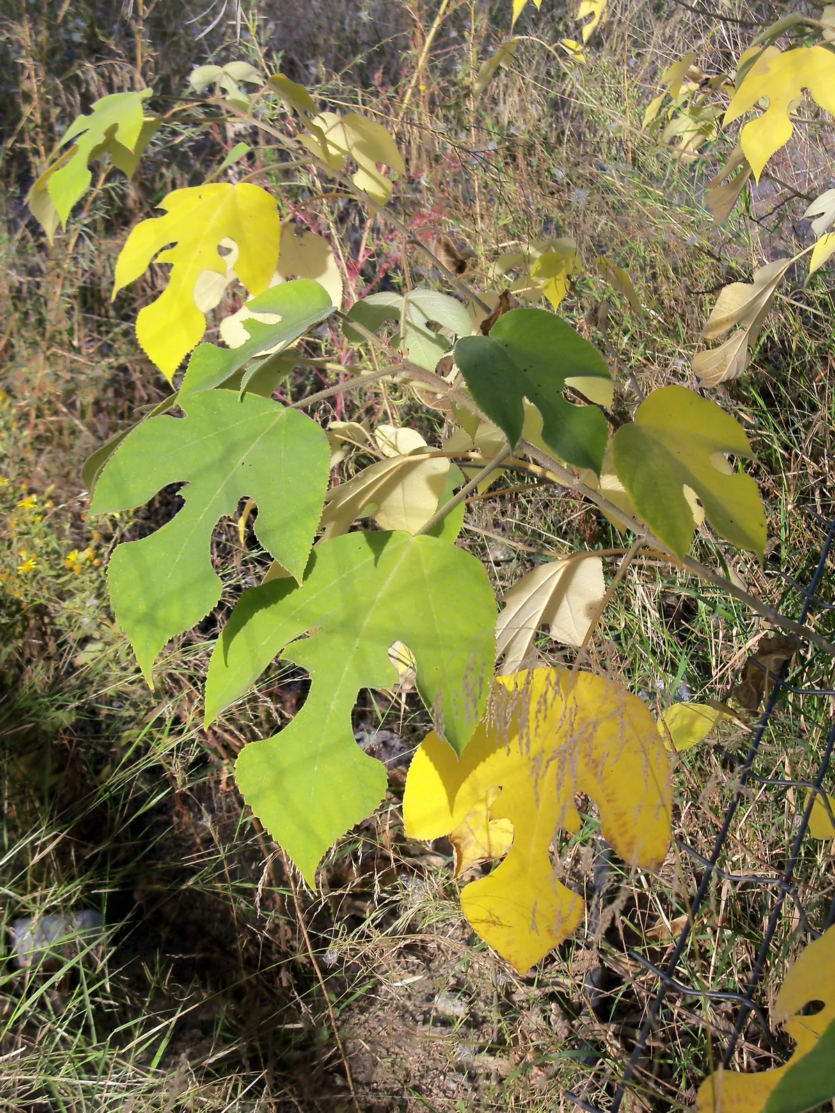 Paper Mulberry (Broussonetia papyrifera), photograph