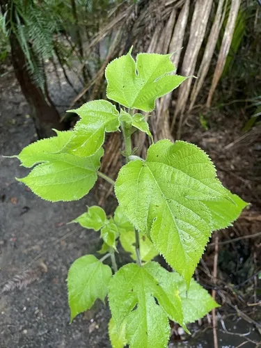Paper Mulberry (Broussonetia papyrifera), photograph