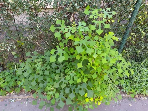 Paper Mulberry (Broussonetia papyrifera), photograph