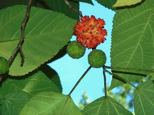 Photo: (c) Michael J. Papay, some rights reserved · CC BY · via iNaturalist paper mulberry (Broussonetia papyrifera), photograph