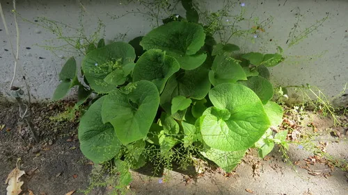 brunnera (Brunnera macrophylla), photograph