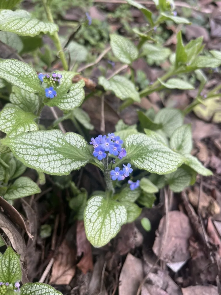 Photo: clarko13, via iNaturalist · CC0 · via GBIF brunnera (Brunnera macrophylla), photograph