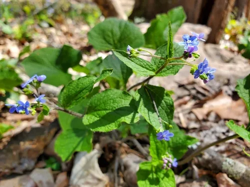brunnera (Brunnera macrophylla), photograph