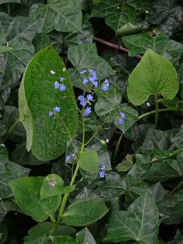 brunnera (Brunnera macrophylla), photograph