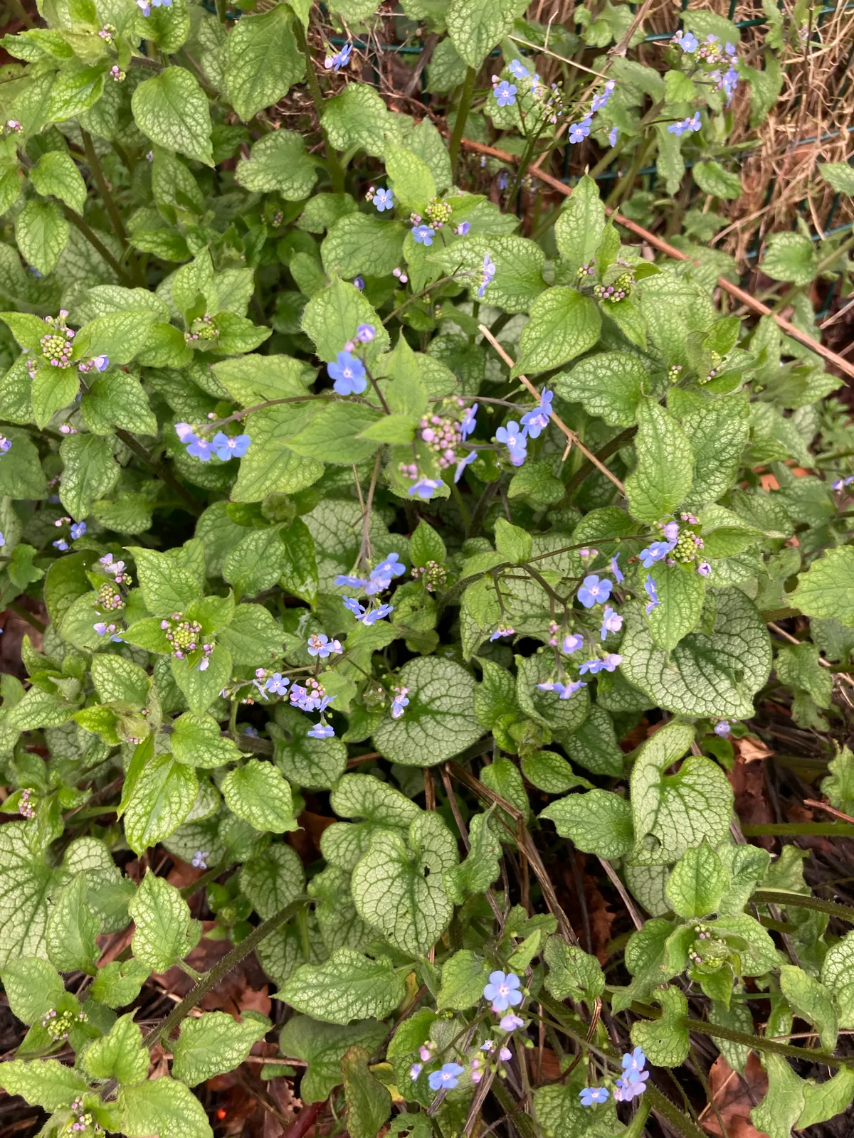 brunnera (Brunnera macrophylla), photograph