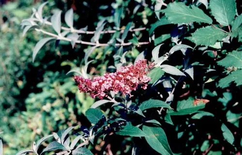 butterfly bush (Buddleja davidii), photograph