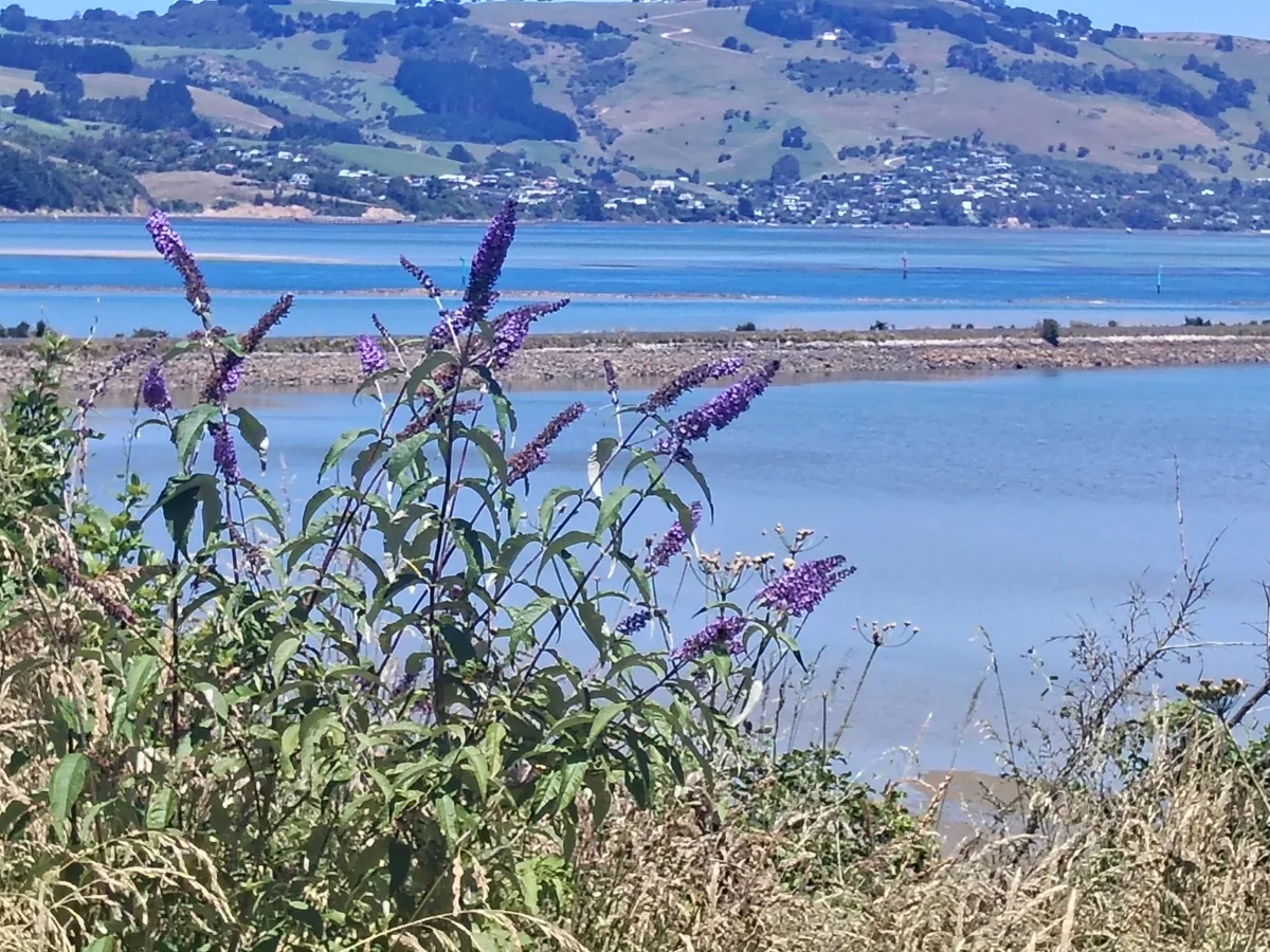 butterfly bush (Buddleja davidii), photograph