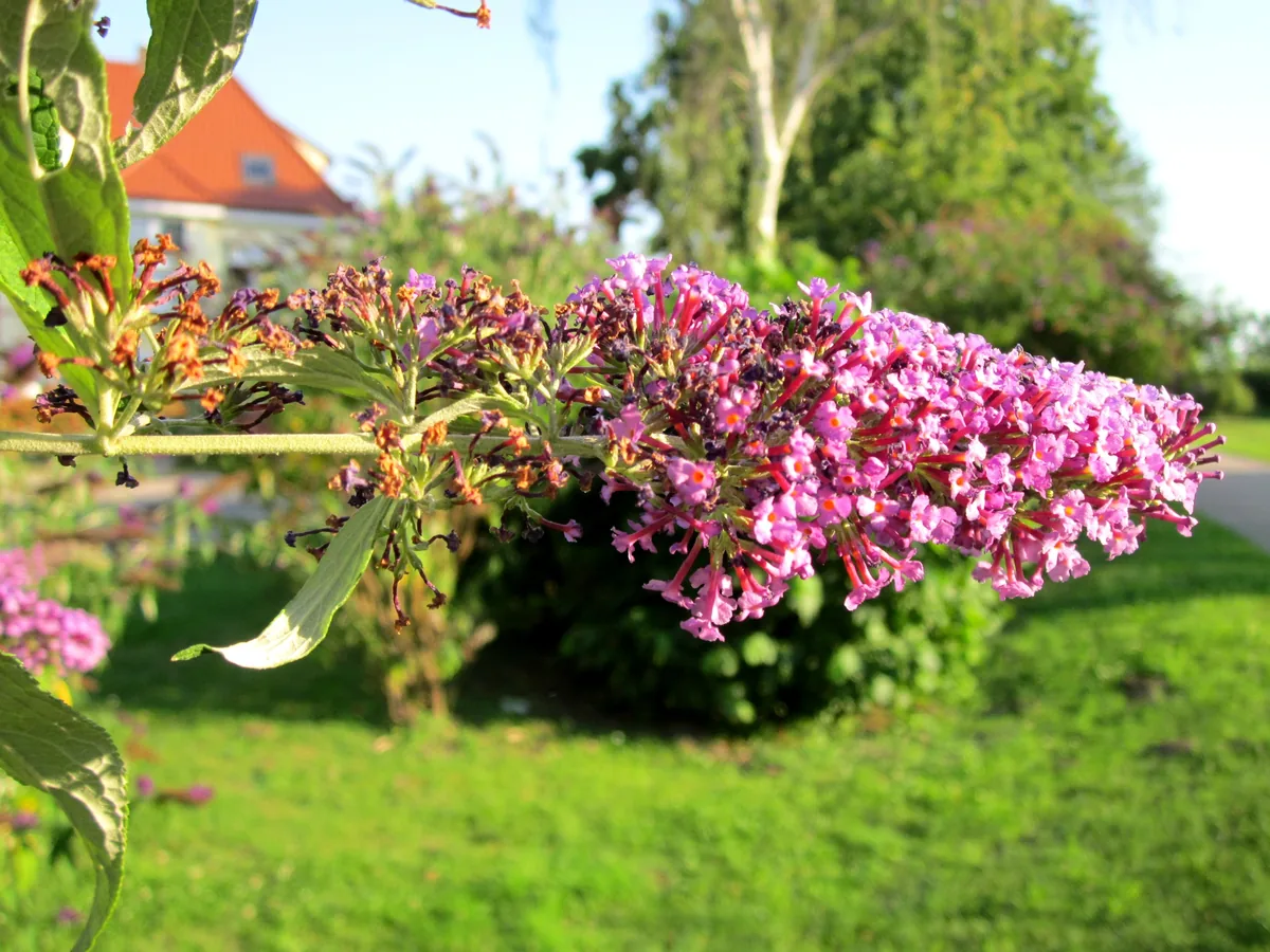Photo: AnRo0002 · CC0 · via Wikimedia Commons butterfly bush (Buddleja davidii), photograph
