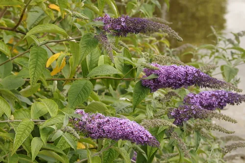 butterfly bush (Buddleja davidii), photograph