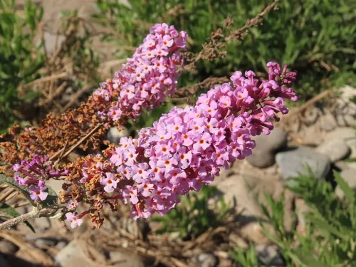 butterfly bush (Buddleja davidii), photograph