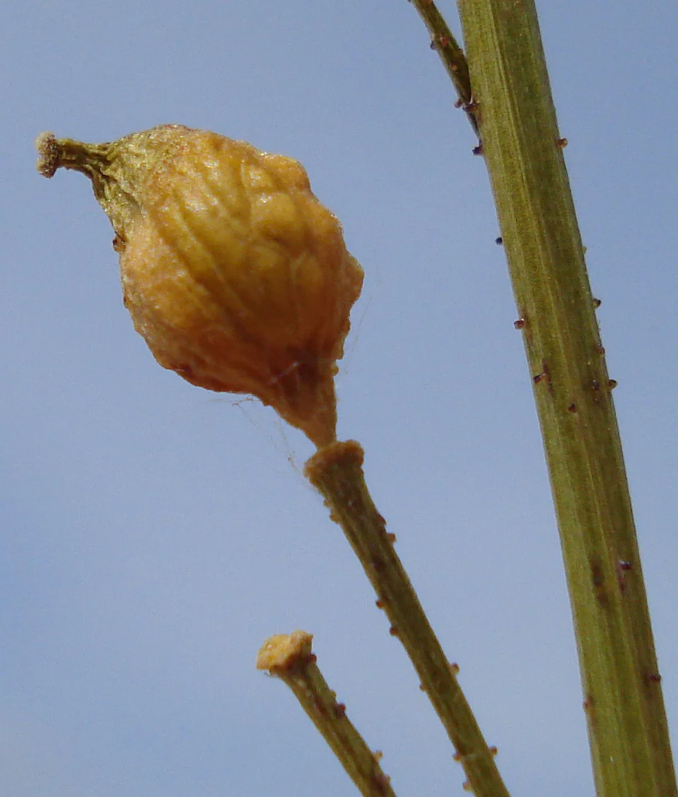 Turkish Rocket (Bunias orientalis), photograph