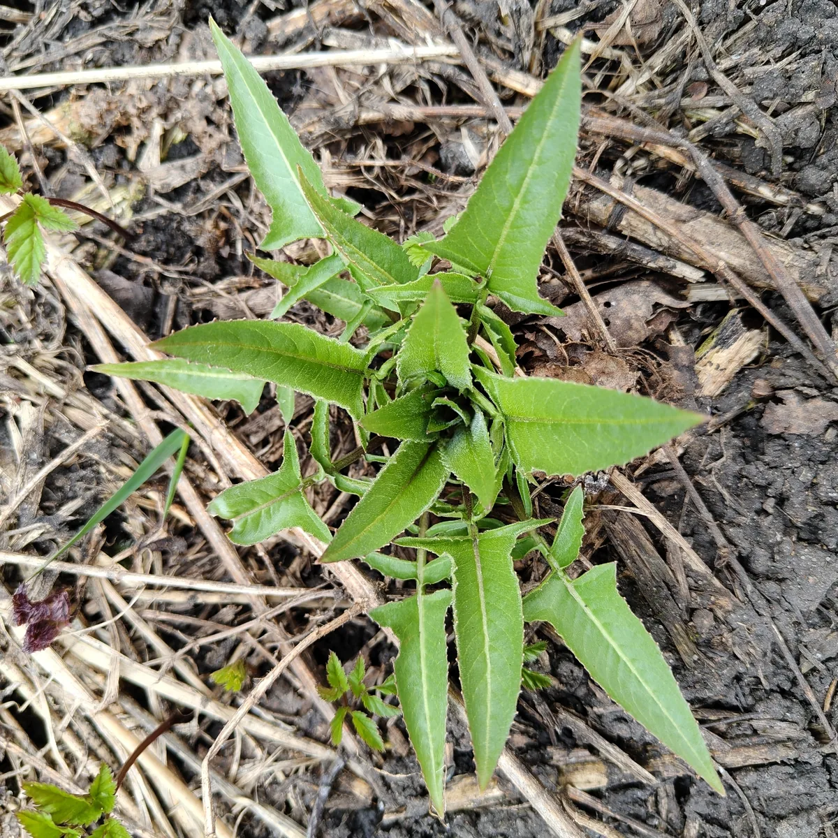 Photo: Полина Полежанкина, via iNaturalist · CC BY · via GBIF Turkish rocket, photograph