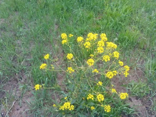 Turkish Rocket (Bunias orientalis), photograph
