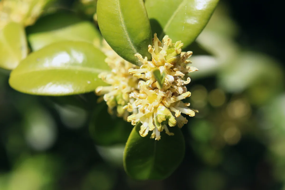 Boxwood (Buxus sempervirens), photograph