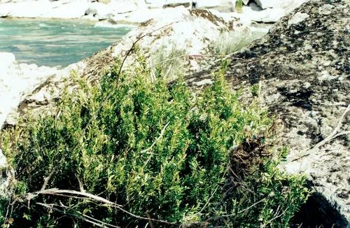 Boxwood (Buxus sempervirens), photograph