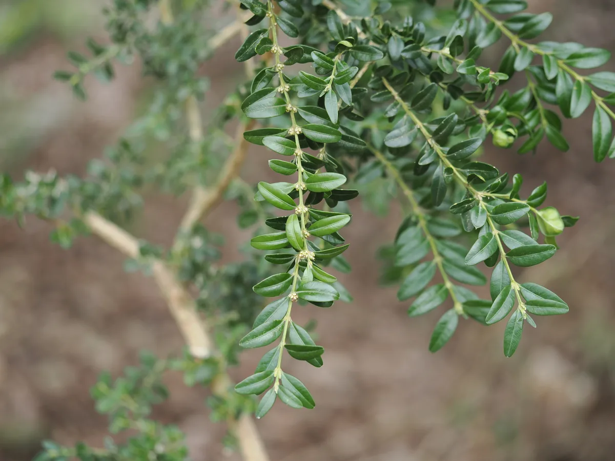 Photo: Augustin Soulard, via iNaturalist · CC BY · via GBIF boxwood (Buxus sempervirens), photograph