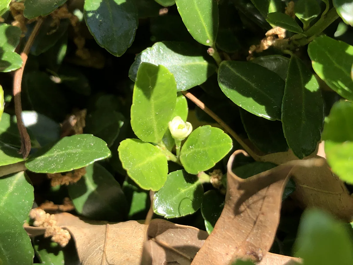 Boxwood (Buxus sempervirens), photograph