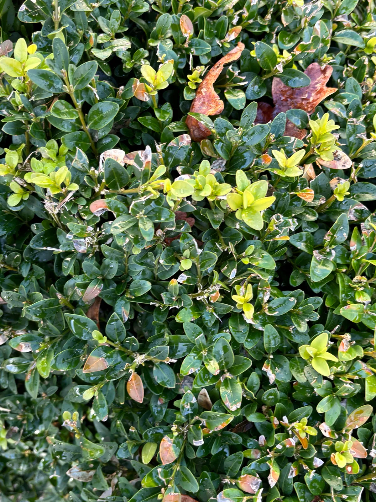 Boxwood (Buxus sempervirens), photograph