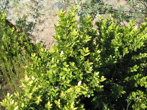 Boxwood (Buxus sempervirens), photograph