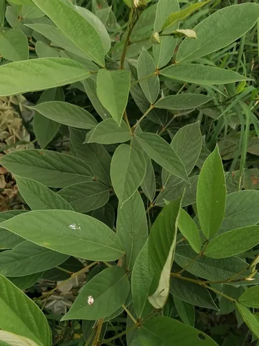 congo pea (Cajanus cajan), photograph