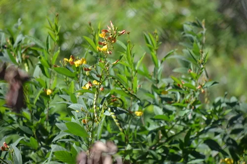congo pea (Cajanus cajan), photograph