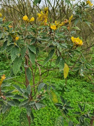 congo pea (Cajanus cajan), photograph