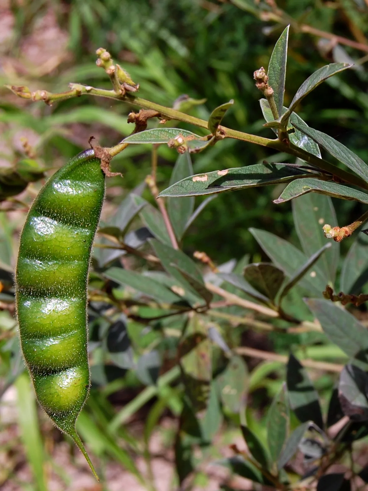Photo: Wibowo Djatmiko (Wie146) · CC BY-SA 3.0 · via Wikimedia Commons congo pea (Cajanus cajan), photograph