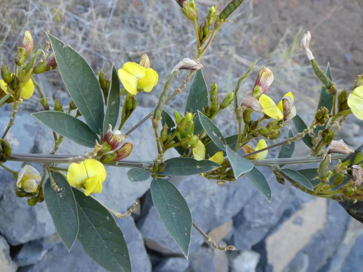 congo pea (Cajanus cajan), photograph