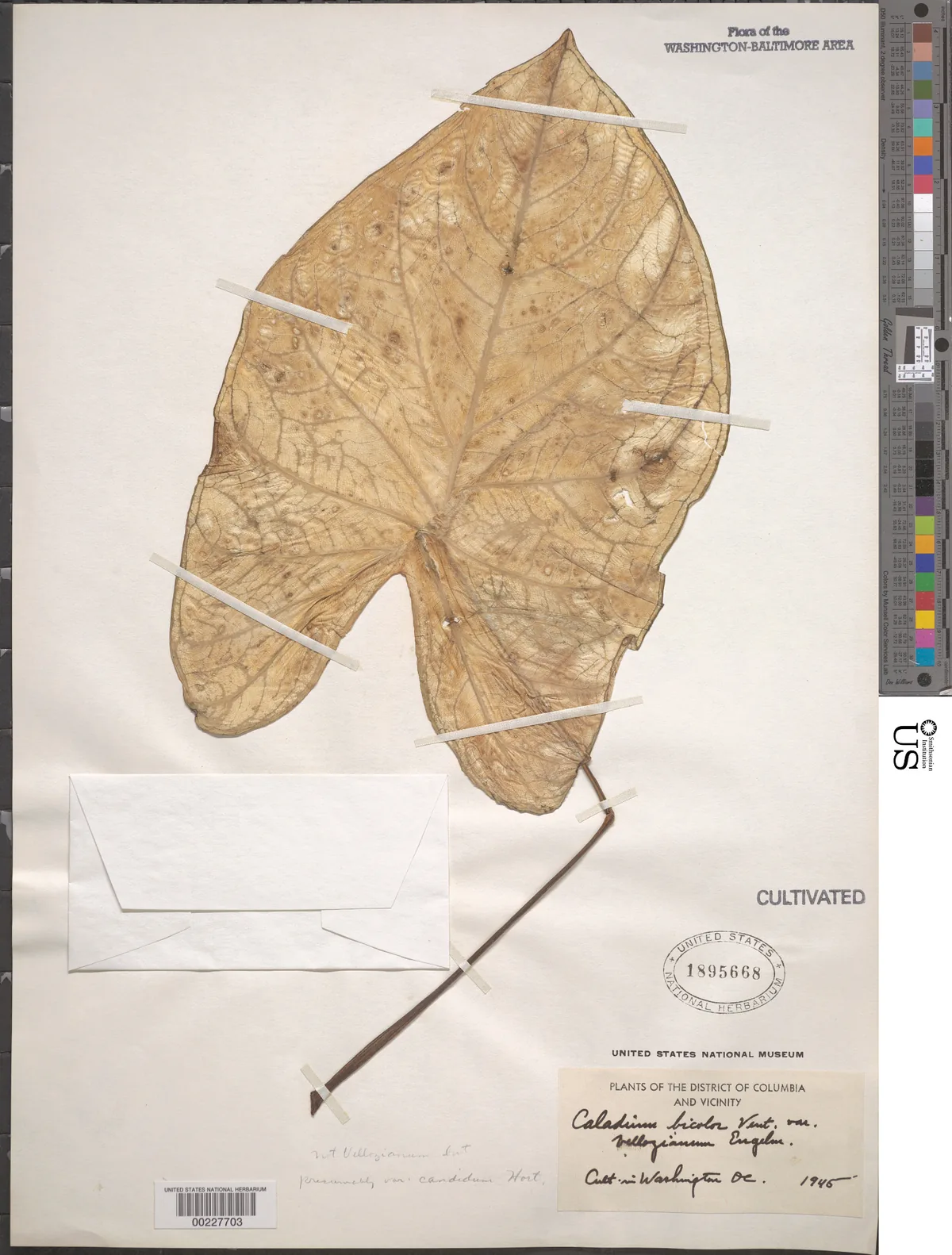 caladium (Caladium bicolor), photograph