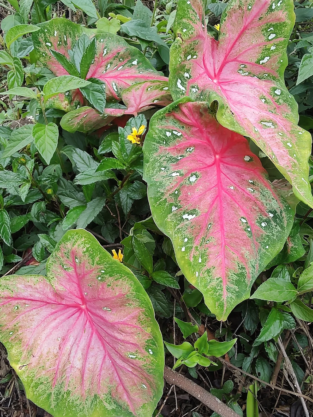 Photo: Cajá-manga, via iNaturalist · CC BY · via GBIF caladium (Caladium bicolor), photograph