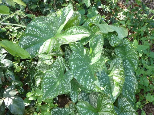 caladium (Caladium bicolor), photograph