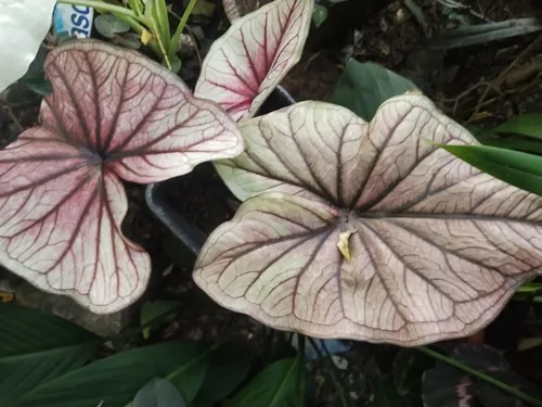 caladium (Caladium bicolor), photograph
