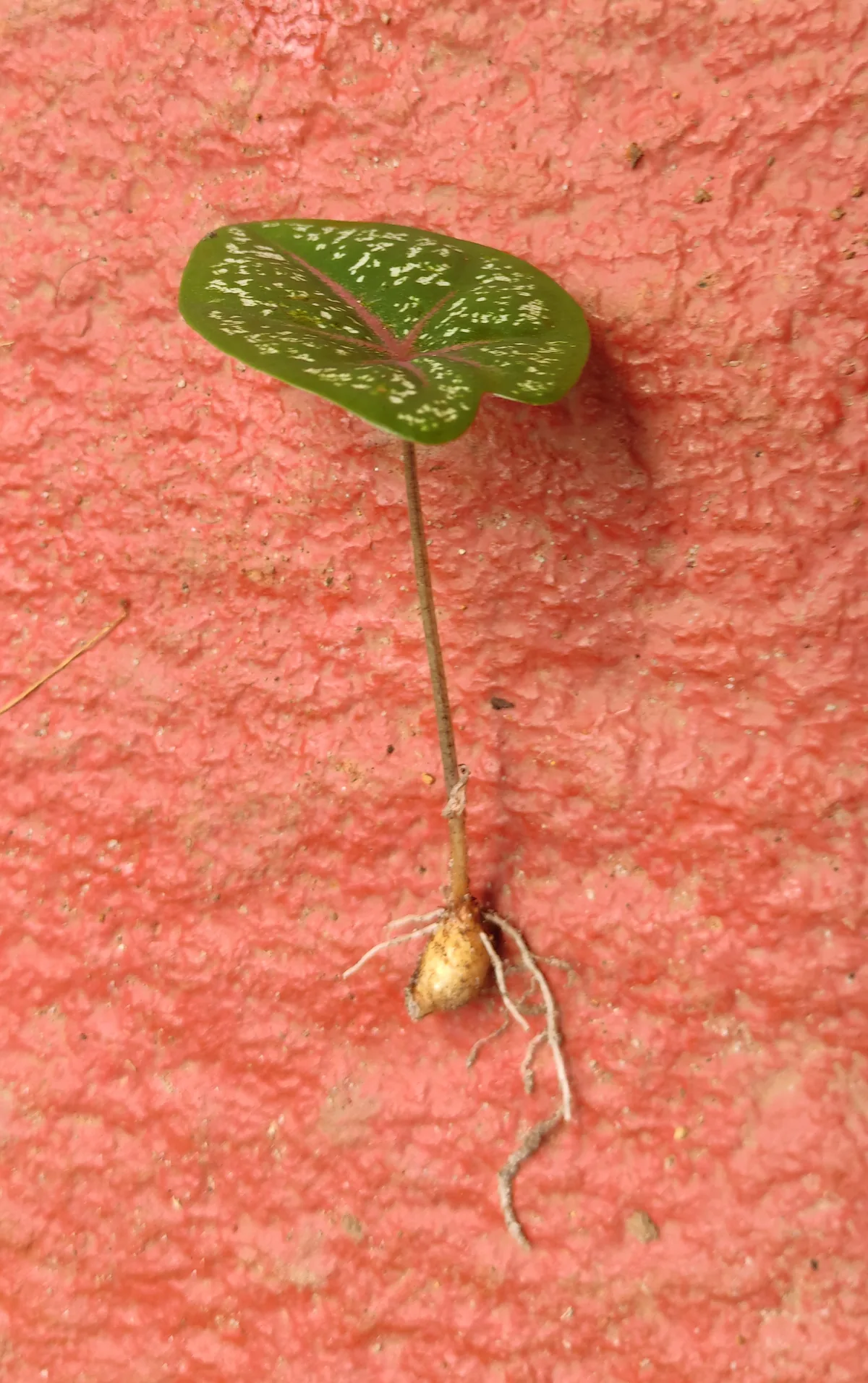caladium (Caladium bicolor), photograph