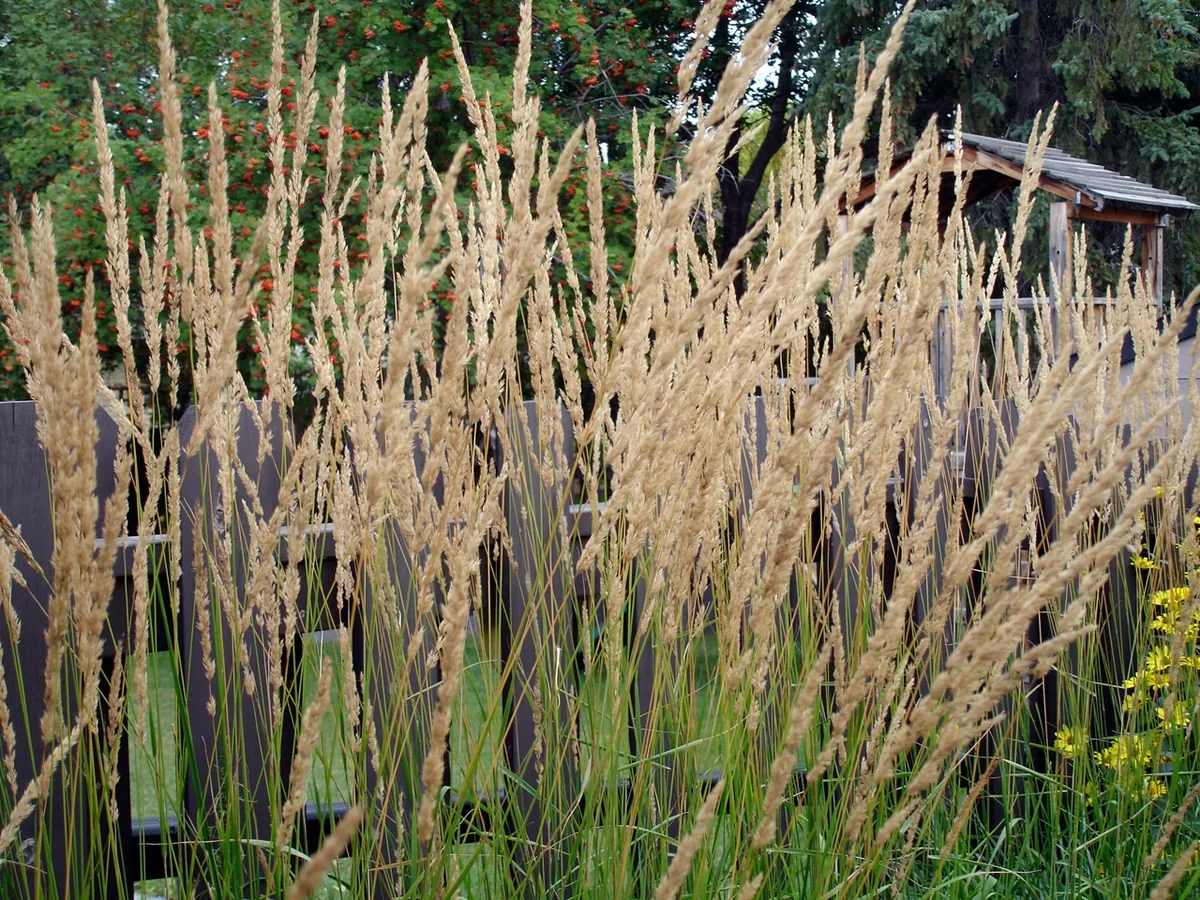 Photo: Daryl Mitchell from Saskatoon, Saskatchewan, Canada, via Wikimedia Commons · CC BY-SA 2.0 · via Wikimedia Commons Karl Foerster Feather Reed Grass (Calamagrostis × acutiflora), photograph