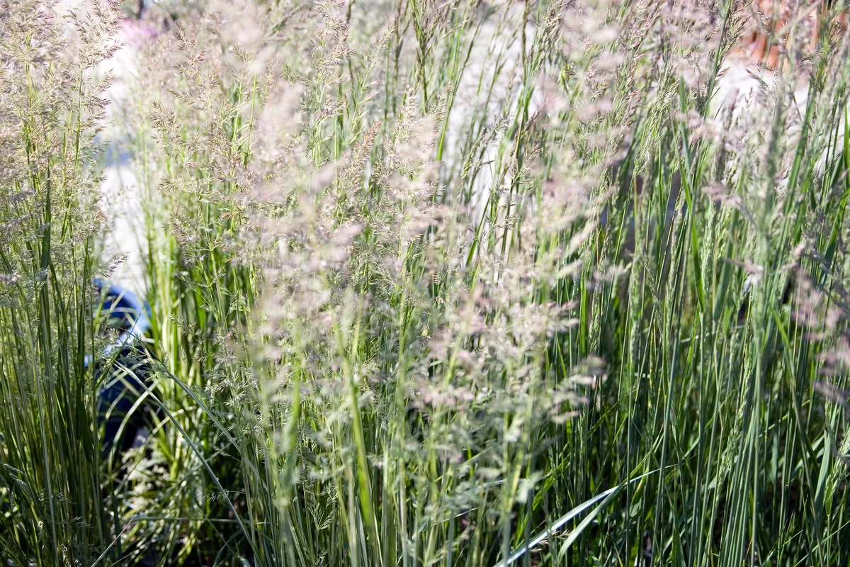 Photo: Photo by David J. Stang, via Wikimedia Commons · CC BY-SA 4.0 · via Wikimedia Commons feather reed grass (Calamagrostis acutiflora), photograph