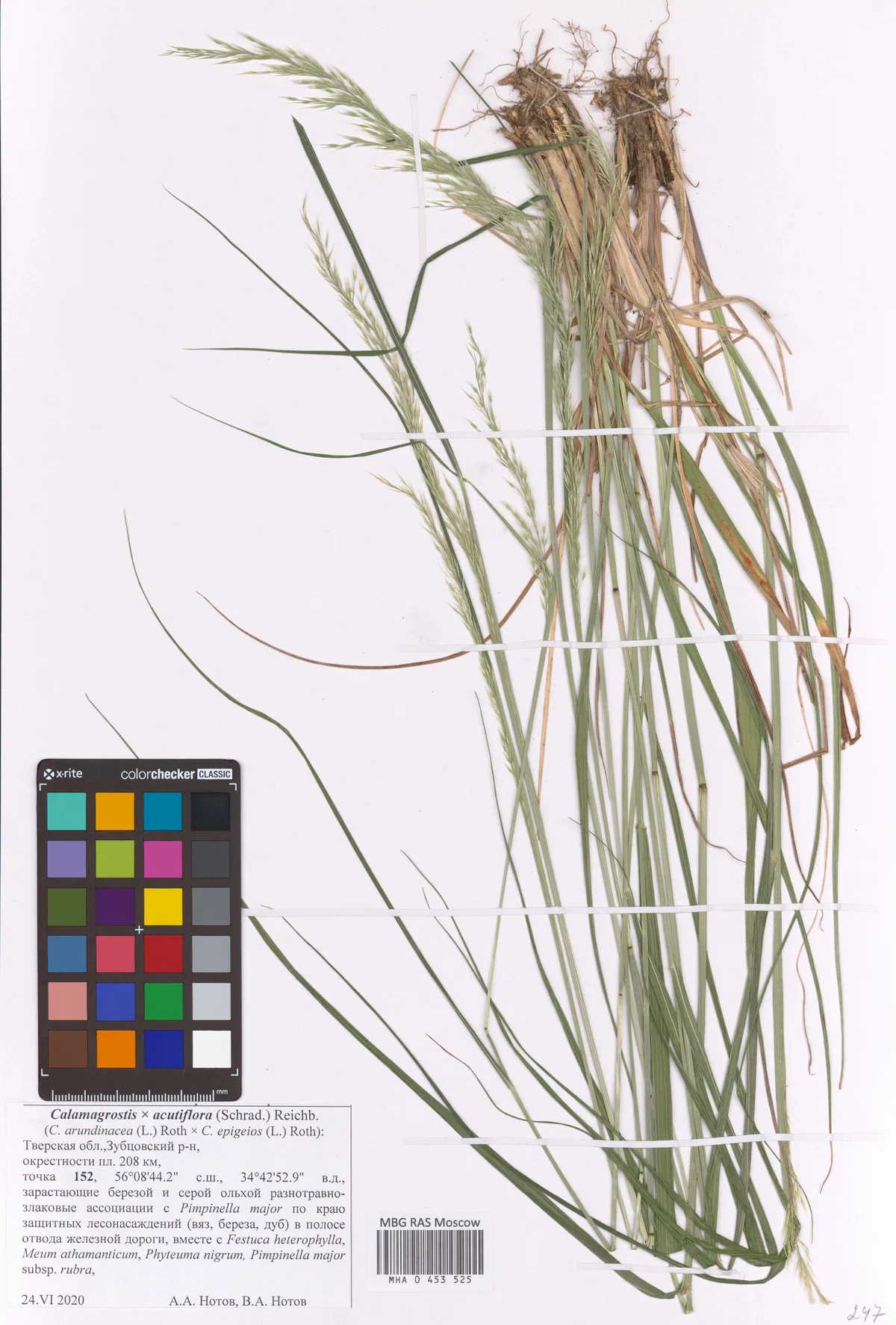 feather reed grass (Calamagrostis acutiflora), photograph