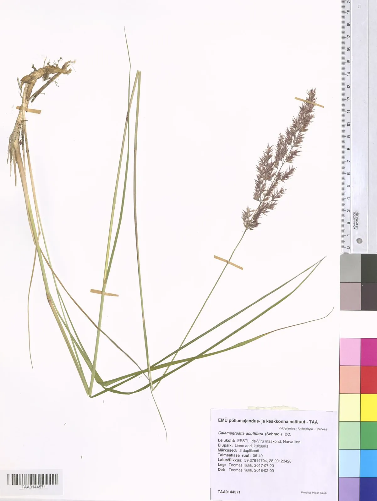 feather reed grass (Calamagrostis acutiflora), photograph