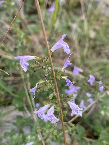 Photo: (c) Thomas Dreux, some rights reserved · CC BY · via iNaturalist calamintha (Calamintha nepeta), photograph