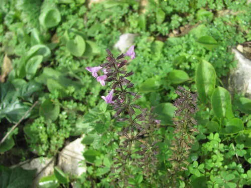 calamintha (Calamintha nepeta), photograph