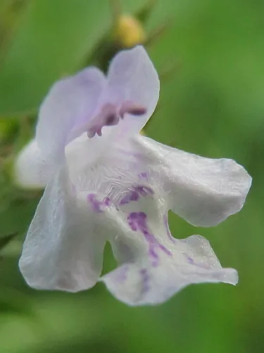 calamintha (Calamintha nepeta), photograph