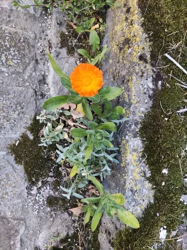 Photo: no rights reserved · CC0 · via iNaturalist calendula, photograph