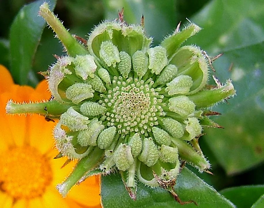 Calendula (Calendula officinalis), photograph