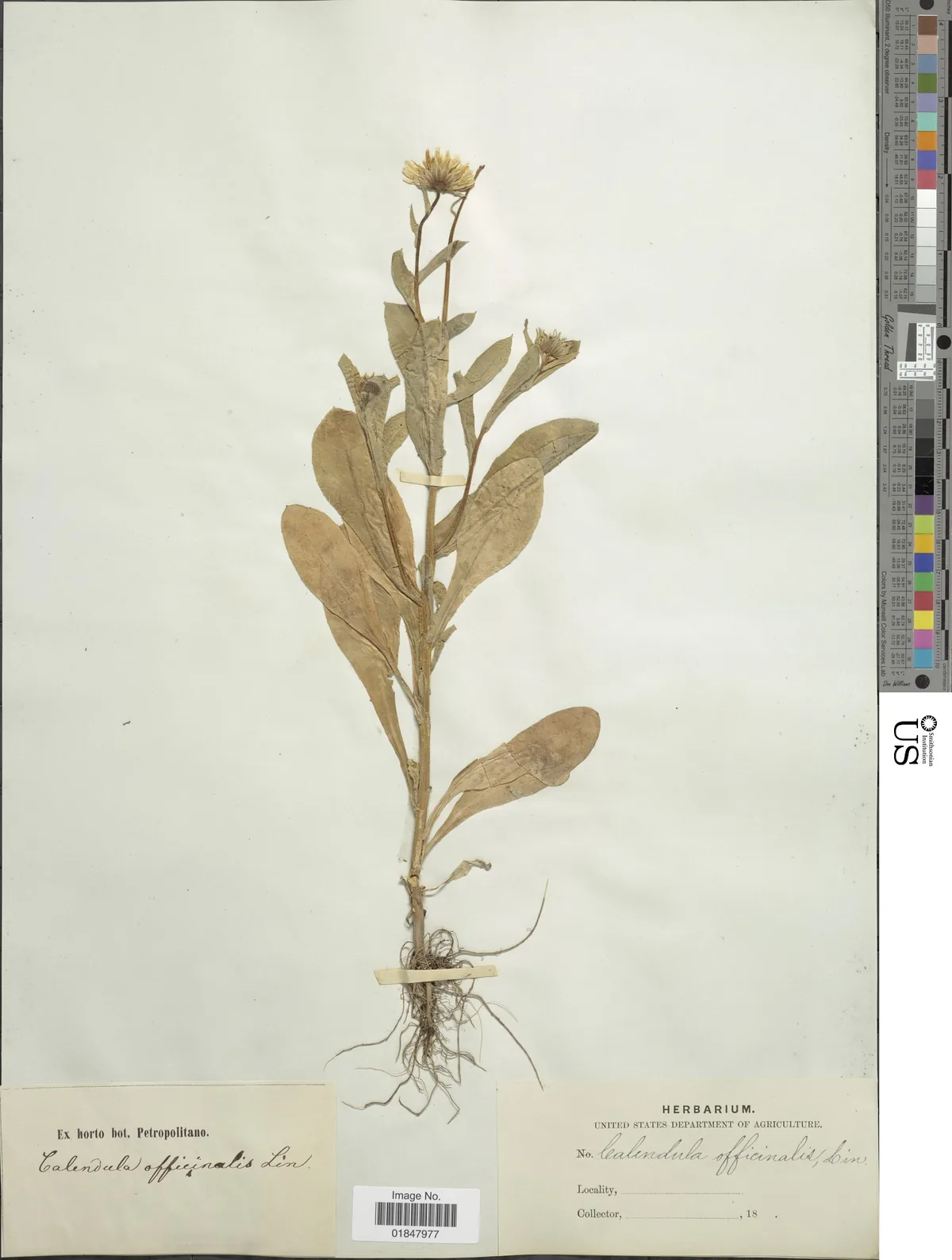 Calendula (Calendula officinalis), photograph