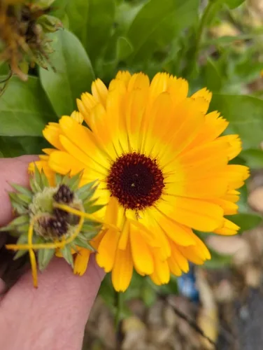 Photo: no rights reserved · cc0 · via iNaturalist Calendula (Calendula officinalis), photograph