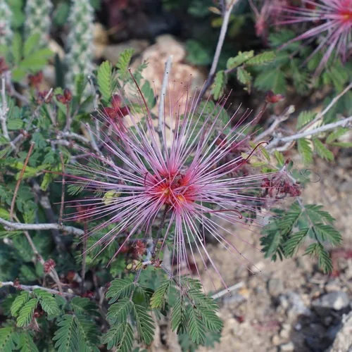 Photo: (c) Andrew Tree, some rights reserved · CC BY · via iNaturalist fairy duster (Calliandra eriophylla), photograph