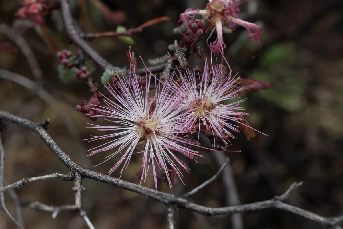 Fairy Duster (Calliandra eriophylla), photograph