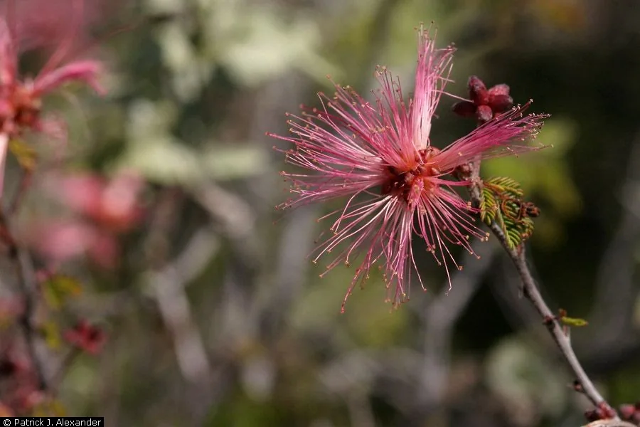 Fairy Duster (Calliandra eriophylla), photograph