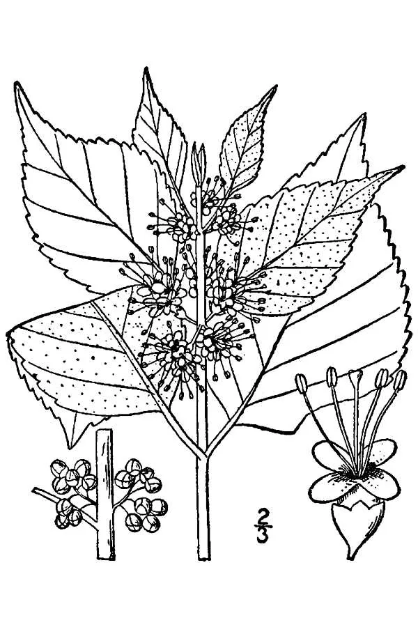 Beautyberry (Callicarpa americana), botanical illustration