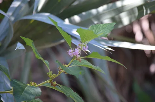 Beautyberry (Callicarpa americana), photograph